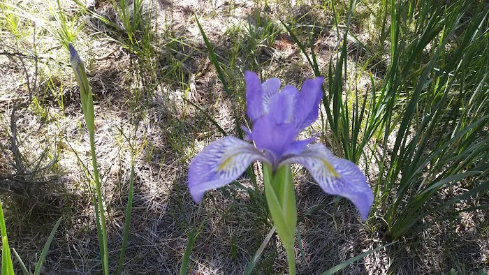Iris Meadow Campground 5