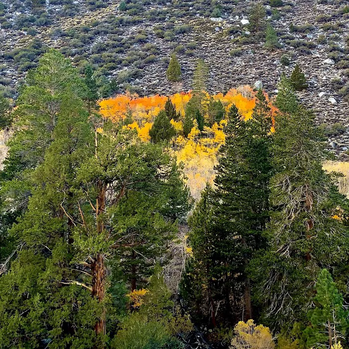 Iris Meadow Campground 8