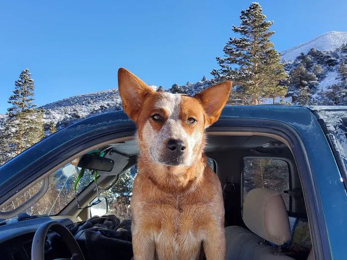 Aspen Group Campground 1