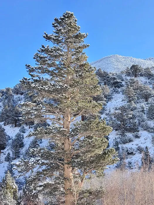Aspen Group Campground 6