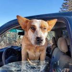 Aspen Group Campground