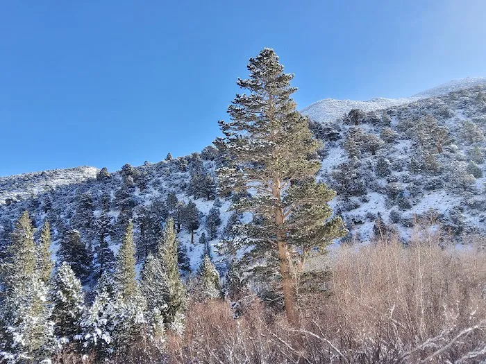 Aspen Group Campground 2