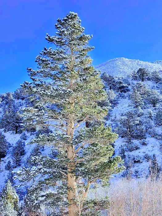 Aspen Group Campground 7