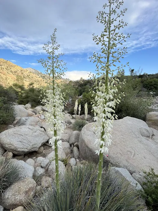 Ant Canyon Campground 4