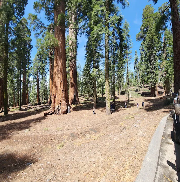 Gigantea Campground 1