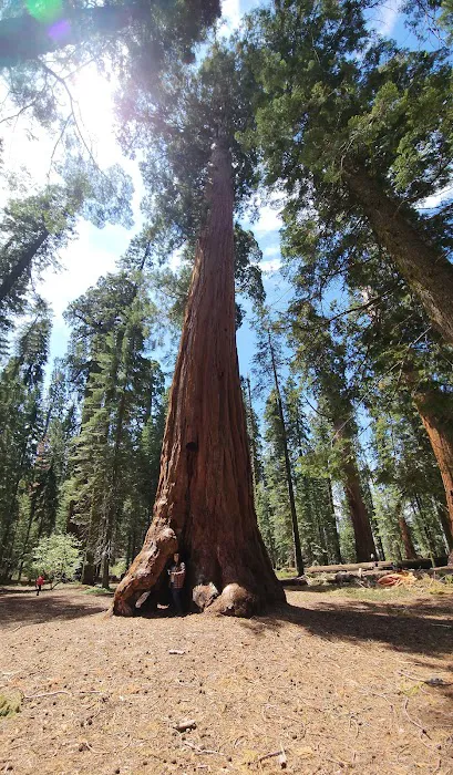 Gigantea Campground 0