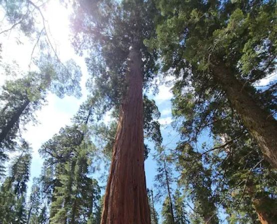 Gigantea Campground