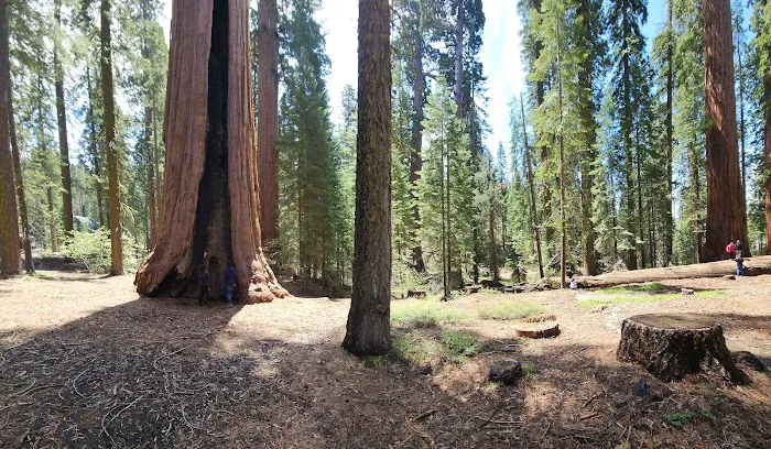 Gigantea Campground 2