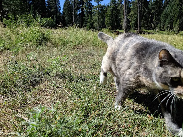 Quaking Aspen Campground 4
