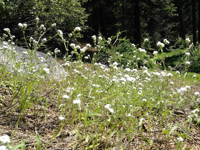 Quaking Aspen Campground 6