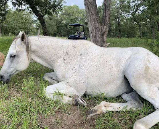 White Horse Ranch and Camping