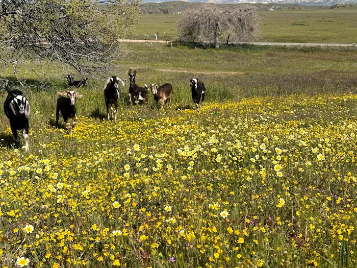 Cuyama Oaks Ranch 7