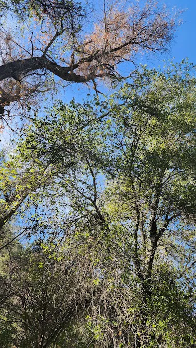 Aliso Park Campground 3