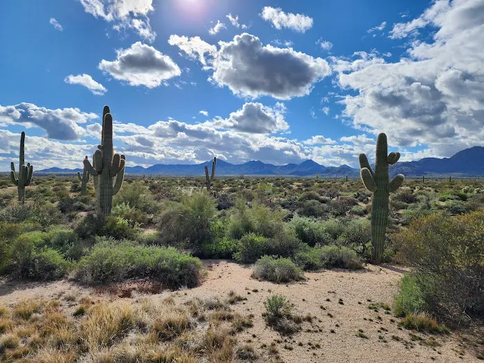 Rowland Campground At McDowell Mountain Park 8
