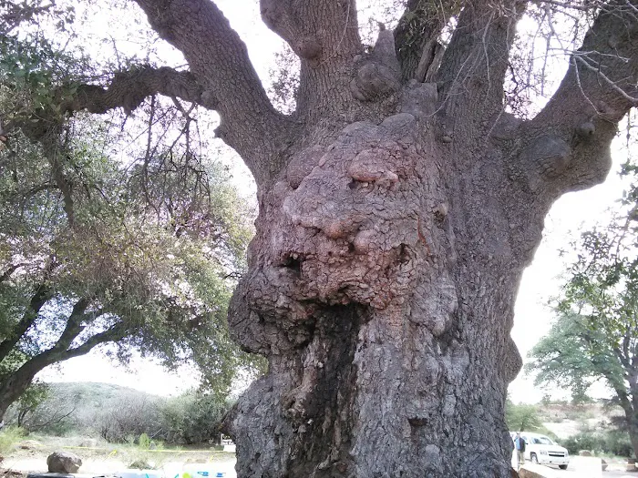 Oak Flat Campground 7