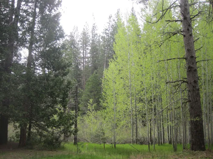 Aspen Hollow Group Campground 6