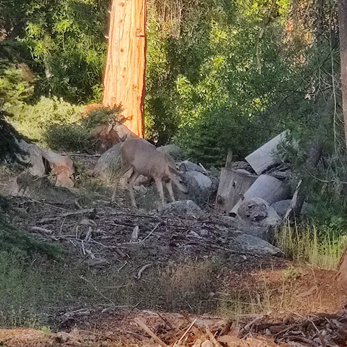 Landslide Campground 3