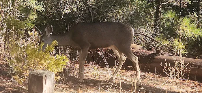 King's Canyon National Park Azalea Campground 3