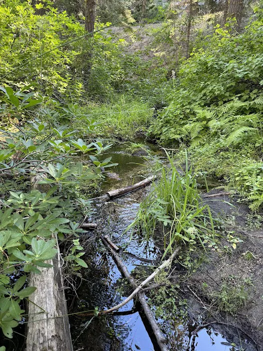 Buck Meadow Campground 5