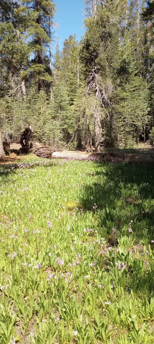 Trapper Springs Campground 6