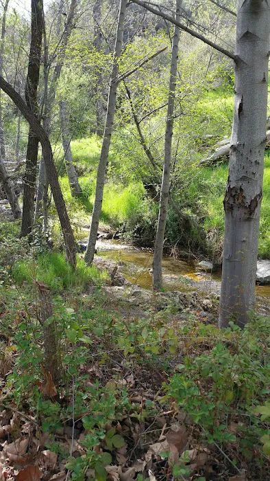 Davy Brown Campground 8