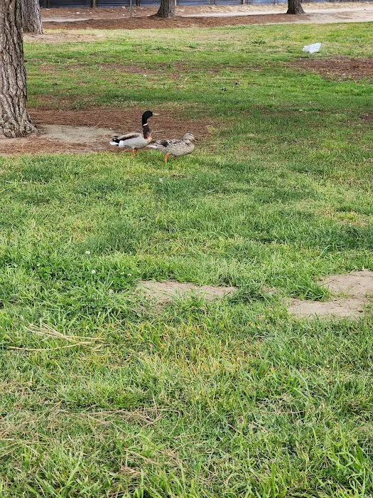 River Park 1