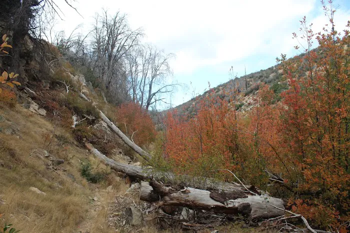 Little Mutau Campground 2