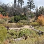 Little Mutau Campground