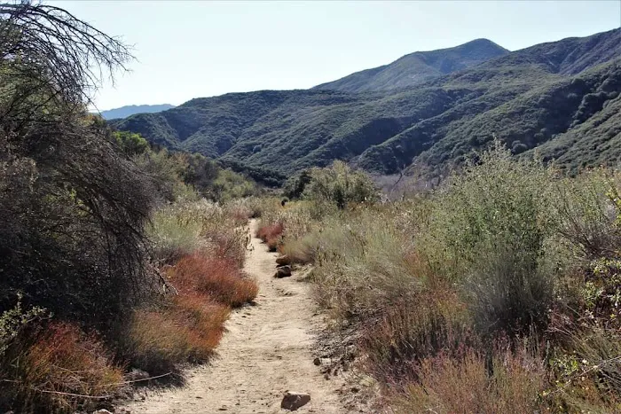 Sespe Hot Springs Palm Camp 1