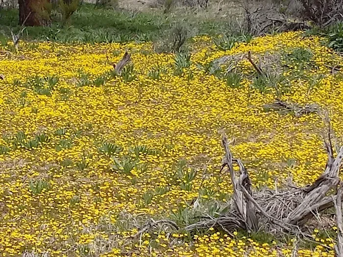 Dome Spring Campground 3