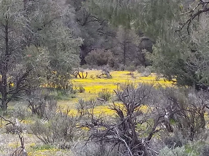 Dome Spring Campground 7