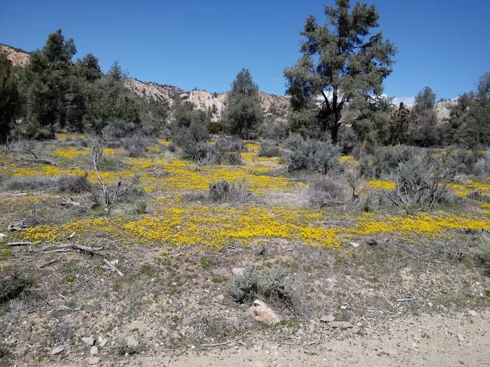 Dome Spring Campground 8