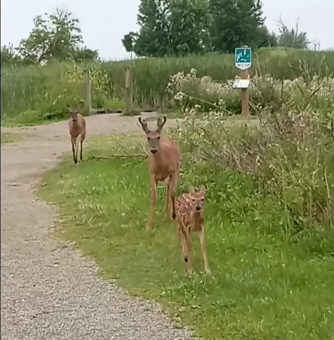 Lake St Clair Metropark campgrounds 5