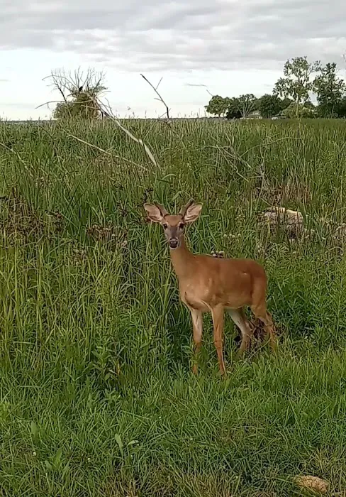 Lake St Clair Metropark campgrounds 4