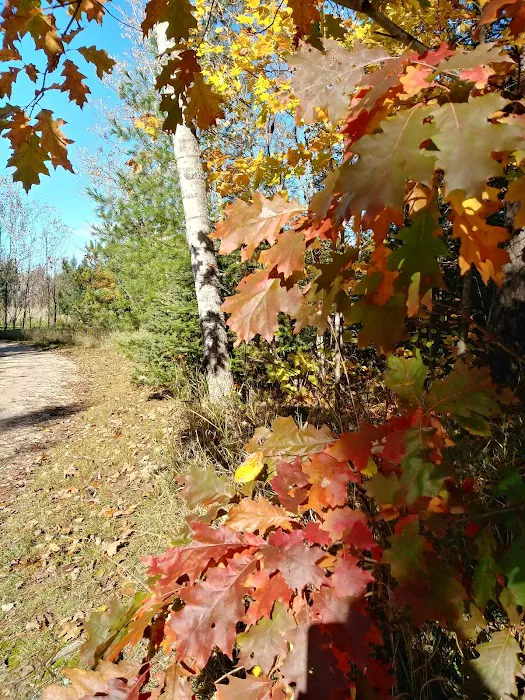 Haakwood State Forest Campground 6