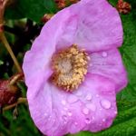 Bay Furnace Campground