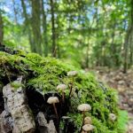 Hardwood Campsite On Grand Island