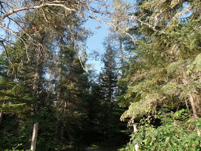 East Branch of the Fox River State Forest Campground 7