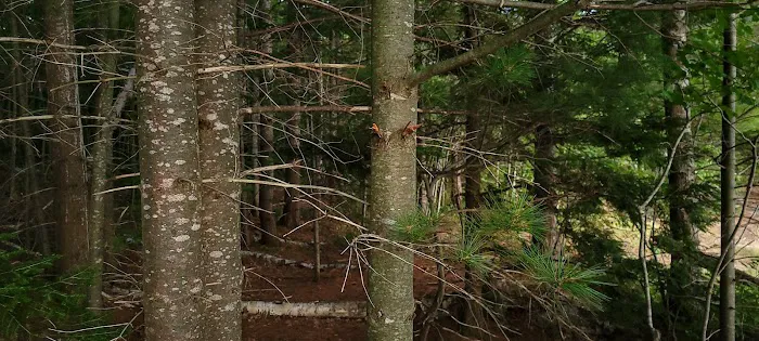 Bass Lake State Forest Campground (Luce) 3