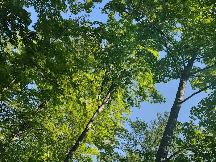 South Manistique Lake Campground 7
