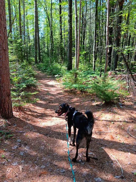 Cedar River North State Forest Campground 2