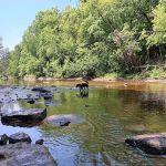Cedar River North State Forest Campground