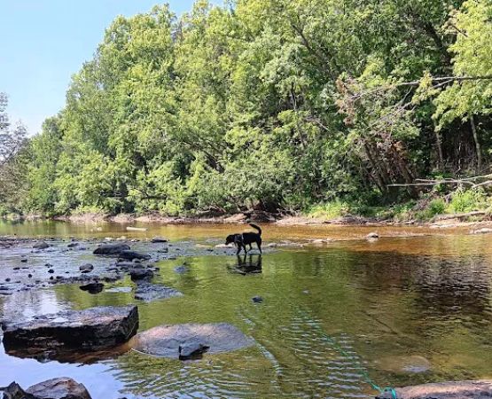 Cedar River North State Forest Campground