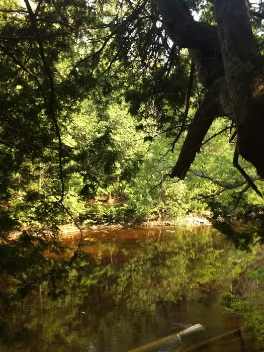 Cedar River North State Forest Campground 7
