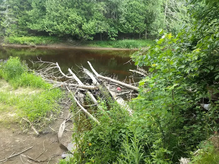 Cedar River North State Forest Campground 6