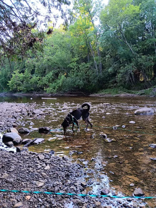 Cedar River North State Forest Campground 8