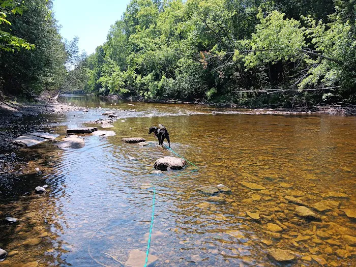 Cedar River North State Forest Campground 9