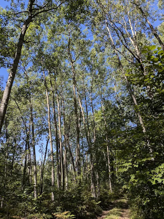 Sturgeon Bend Campground 1