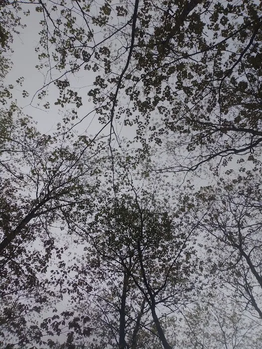 Forestville Campground 7