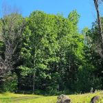 WE Energies Wilderness Shores Recreation Area #34